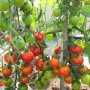 베란다 텃밭 채소 가꾸기 - 상추 오이 가지 방울토마토재배방법