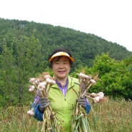 남해건강마을 유황황토 밭마늘