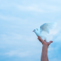 비둘기퇴치법, 베란다 실외기 난간 비둘기 퇴치해야 하는 이유