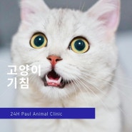 고양이 기침 원인과 치료(엑스레이 검사)