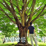 공주 여행지 무령왕릉 왕릉원 발굴 유물 가볼만한곳 입장료 주차장