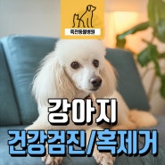 강아지 건강검진과 스케일링, 피부 작은 혹(피지낭종) 제거 - 용인 죽전동물병원