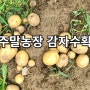 2024년 쇳디 주말농장 감자 수확