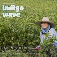 [2024 금손마을x킨디고] 🌊 쪽빛축제: indigo wave 🌱쪽 농장 워크샵 안내 - 쪽 수확&쪽 색소(니람) 만들기