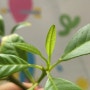 '루톤' 그 이후 이야기 - 실패와 성공 생각지 못했던 성장 멈춘 식물 새잎