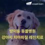방이동 동물병원 강아지 치아파절 레진 치료 [샤인동물메디컬센터]