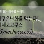 [미생물 이야기] 지구온난화를 막는다! 시네코코쿠스(Synechococcus)