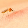 모기 물린 후 가려움 / 모기 매개 감염병 지카바이러스, 뎅기열, 말라리아 감염증상과 치료 / 폭염 참진드기 주의