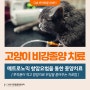 메트로노믹 항암요법을 통한 고양이 비강종양 치료 [부산 명륜동 암전문 동물병원]