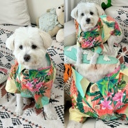 강아지 여름옷 중형견 화아이안셔츠 아요삐