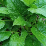 곤드레 고려엉겅퀴 재배 방법 효능 및 먹는 방법