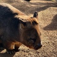 호주 시드니 여행 페더데일 동물원 신기한 웜뱃의 종류 북쪽털코웜뱃 남쪽털코웜뱃 애기웜뱃