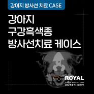 [로얄동물메디컬센터] 강아지 구강 흑색종 방사선 치료 케이스