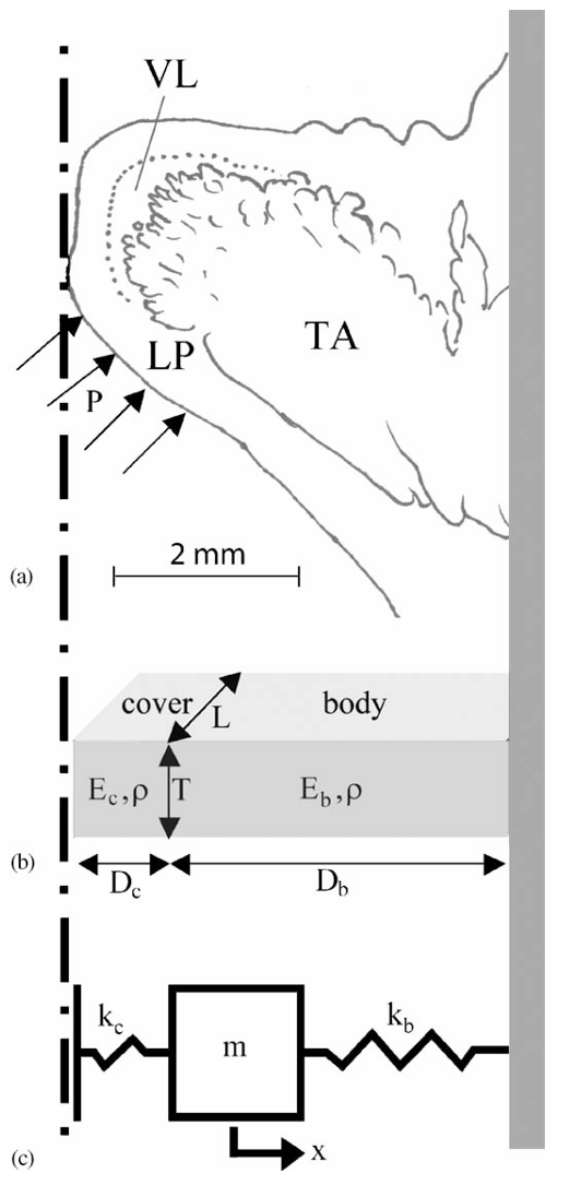 Point-Mass model과 유한 요소 모델로 알아보는 성대 충격 응력 : 네이버 블로그
