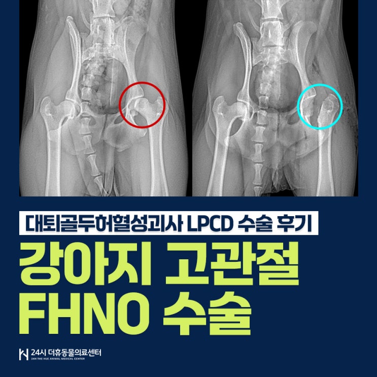 강아지 고관절 질환 문제! 대퇴골두허혈성괴사 LCPD 수술, FHNO 케이스 [부산북구동물병원] : 네이버 블로그