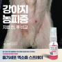 강아지 피부질환 '농피증' 줄기세포 엑소좀 스프레이 사용 후기, 줄기세포전문 동물병원, 애니컴메디컬센터