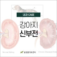 대전동물병원 식욕부진, 기력저하 / 만성신부전[CKD] [24시숲동물의료센터]
