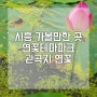 [6년 전 오늘] 시흥 연꽃테마파크 관곡지 연꽃 보고 왔어요