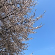 벚꽃 photodump
