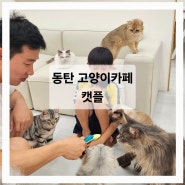 동탄 고양이카페 캣플 실내데이트 아이랑 놀기