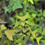 나비플랜트 키우기 실내 관엽식물 종류