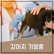 강아지 기생충 증상 설사, 치료와 관리는 이렇게!