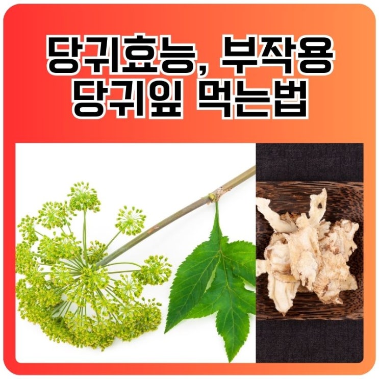 당귀효능 부작용 당귀잎 먹는법 알아보아요 : 네이버 블로그