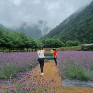 단양여행 당일치기 꽃구경 단양볼거리 버베나 꽃 향연