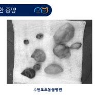 용인 오산동물병원 강아지 지방종 피지샘종 수술 후기