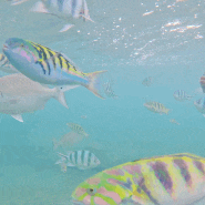 미야코지마 프리다이빙 산호물고기 많은 나카노지마 비치