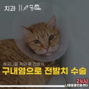 일산운정 동물병원, 고양이 구내염으로 송곳니 제외 전발치 수술