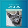 강남 고양이 동물병원 논현동물병원에서 알려드리는 고양이 당뇨