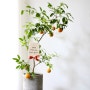 오렌지레몬 대구레몬나무 대구화분배달 대구개업화분배달 범어동꽃집 범어네거리