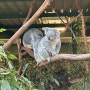 호주 시드니 페더데일 동물원에서 걸어다니는 코알라 보는 방법