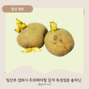 임산부가 감자 섭취시 주의해야 하는 감자의 독성 성분 솔라닌