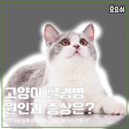 고양이 할큄병 원인과 증상은?