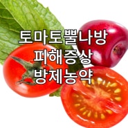 토마토 병해충 뿔나방 피해 증상 방제 방법