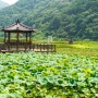 경남 고성 가볼만한곳 상리연꽃공원 연꽃 수련 주차장