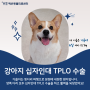 24시 예은동물병원 : 강아지 십자인대 TPLO 수술 (웰시코기 가을이)
