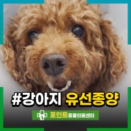 11살 강아지 유선종양 수술과 증상 조직검사 악성였지만?