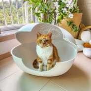 대형 고양이 화장실 크기 적당하고 예쁜 네이버펫 행운의집 조약돌