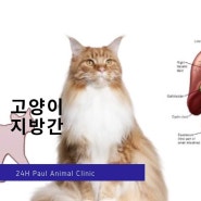 고양이 지방간 증상과 치료방법