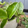 마요네즈로 식물 잎을 광택 나게 하는 방법
