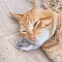쥐를 베개 삼아 잠든 고양이 수의사 누나가 보여주는 견종 별 발톱 깎을 때의 반응