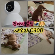 *[강아지 홈캠] - 샤오미 홈캠 C300📸🐶