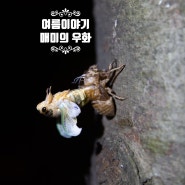 여름이야기-매미 우화과정 하이퍼랩스촬영