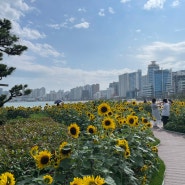 부산 여행 해바라기와 함께 하는 광안리 해수욕장