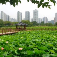 숨겨진 연꽃명소! 소래습지생태공원 북문 장수천변