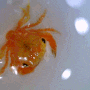 메갈로파와 부유성 어린 게-들 촬영 모음(2023)(Megalopa & Pelagic stage early juvenile crabs)