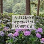 7월 수국축제 가평 아침고요수목원 주말방문 내돈내산후기